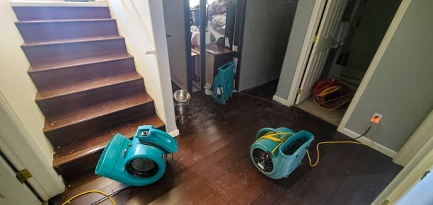 Best Mold removal after water damage  in Solana, FL